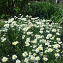 Leucanthemum x superbum 'Rijnsburg Glory'